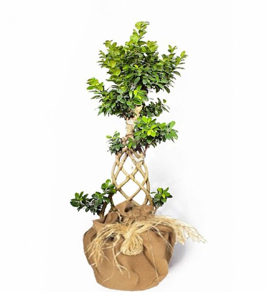 Ficus Örgülü Bonsai Saksı Çiçeği