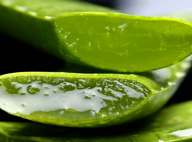 Aloe Vera Nedir? Faydaları ve Yan Etkileri Nelerdir?