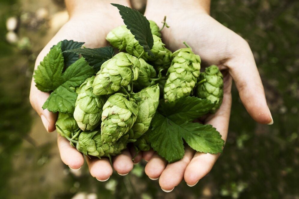 Şerbetçi Otu (Humulus lupulus): Doğal Bir Sakinleştirici ve Dengeleyici Bitki