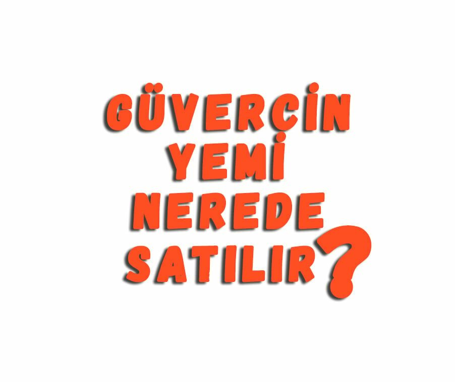 Güvercin Yemi Nerede Satılır