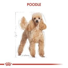 Poodle Adult Yetişkin Köpekler için Köpek Maması 3 Kg