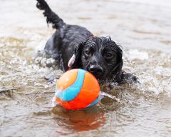 Suda Batmayan Mega Köpek Oyun Topu