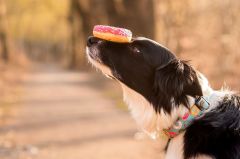 Donuts Smart ID Köpek Boyun Tasması