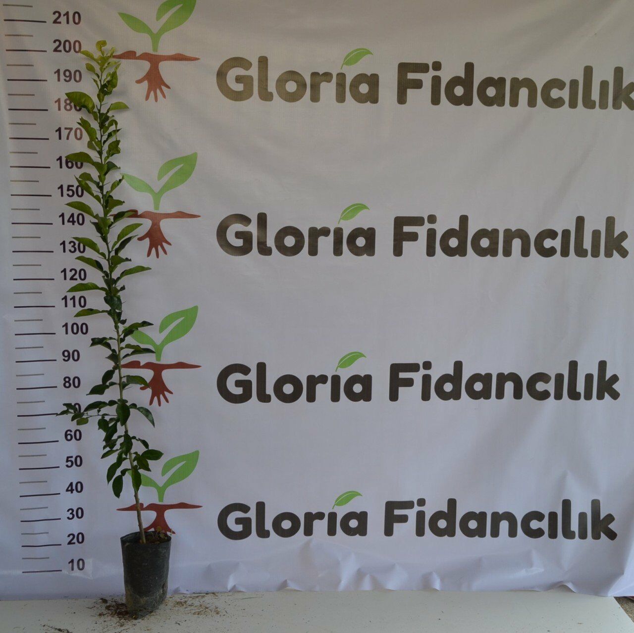 TÜPLÜ TURUNÇ ANAÇ(2 Yaş- Aşılanabilir veya Reçellik Turunç meyvesi alınabilir)