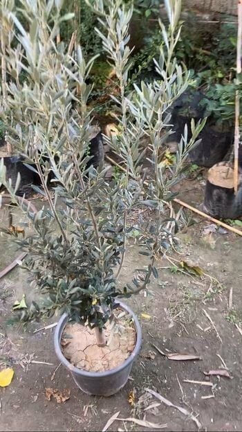 SAKSIDA YARI BODUR 7-10 KUTUR GEMLİK ZEYTİN FİDANI 4-5 YAŞ 50-70 CM BOY