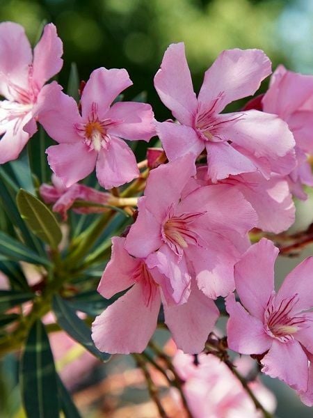 TÜPLÜ ZAKKUM FİDANI PEMBE ÇİÇEKLİ NERİUM OLEANDER