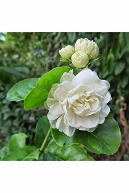 TÜPLÜ 2 YAŞ KOKULU KATMERLİ FULL YASEMİN ÇİÇEĞİ BOY 50-70 CM