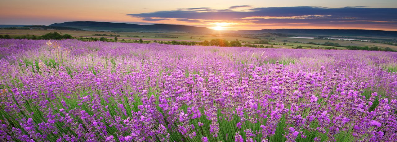 WHAT IS LAVENDER OIL? WHAT ARE THE BENEFITS?