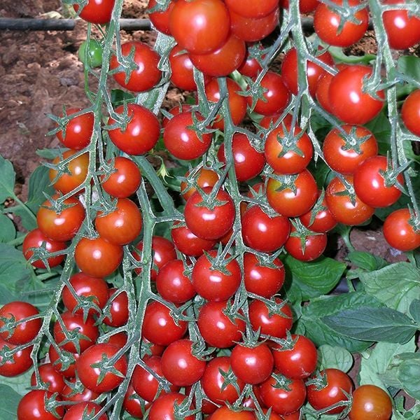 Yediveren Cherry Pinpon Domates Tohumu (250 Tohum)