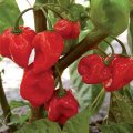 Kırmızı Renk Habanero Acı biber Tohumu (5 Tohum)