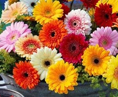 Karışık Renkli Gerbera Çiçeği Tohumu 20 Adet