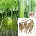 Moso Bambu Tohumu (10 Tohum) (Phyllostachys pubescens)