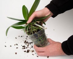Orkide Üretim Saksısı 1 ADET 0,73 lt Şeffaf Delikli Saksı