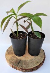 Ahtapot Çiçeği 1 Adet (Callisia fragrans) Süs Bitkisi