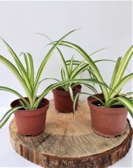 Kurdele Çiçeği 3 Adet (Chlorophytum comosum) Süs Bitkisi