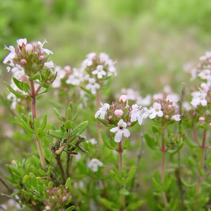 Sivri Kekik Tohumu 10 GR Tıbbi Aromatik Bitki Tohumu