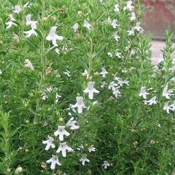 Dağ Kekiği Tohumu 10 GR Tıbbi Aromatik Bitki Tohumu