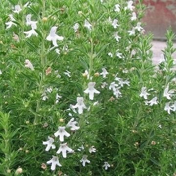 Dağ Kekiği Tohumu 50 GR Tıbbi Aromatik Bitki Tohumu