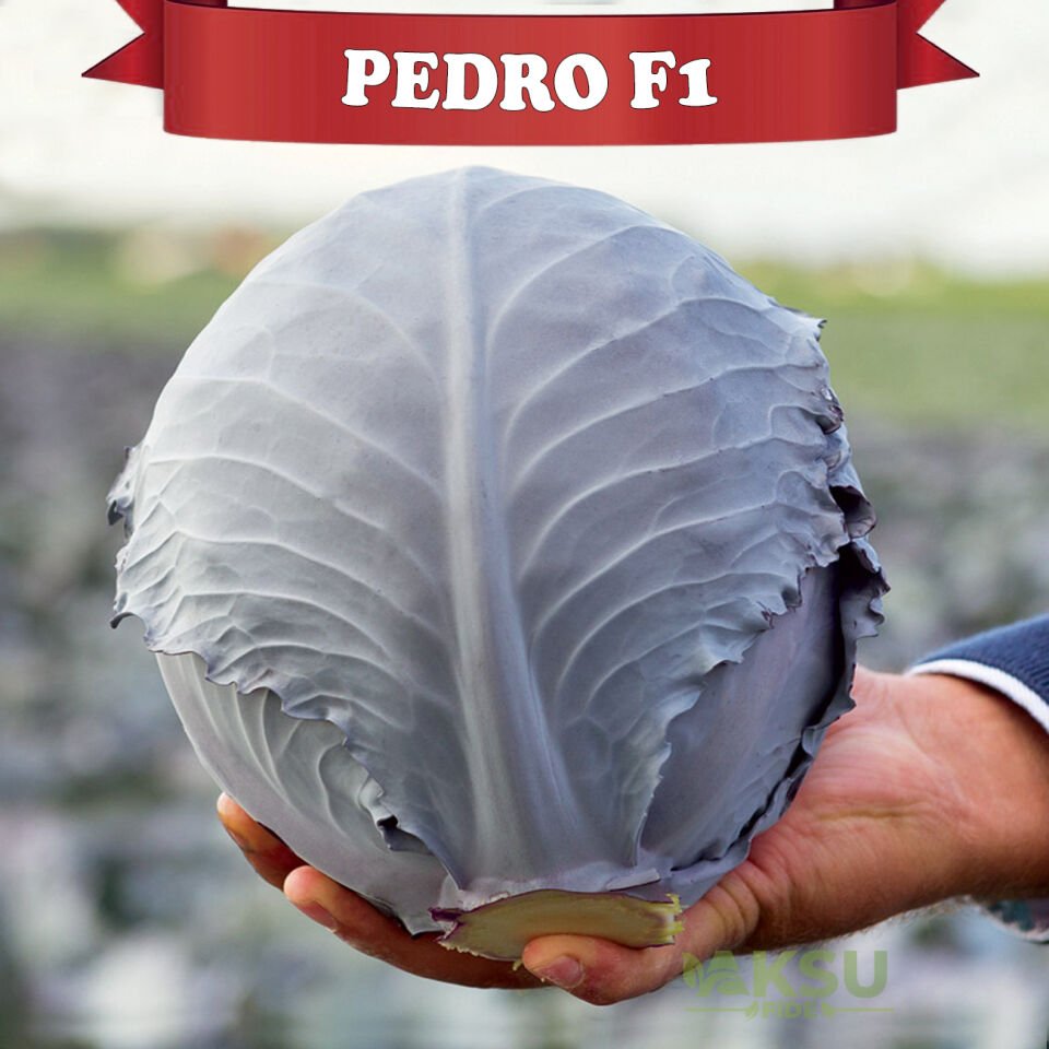 Pedro F1 Kırmızı Lahana Fidesi