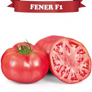 Fener F1 - Pembe Beef Domates Fidesi