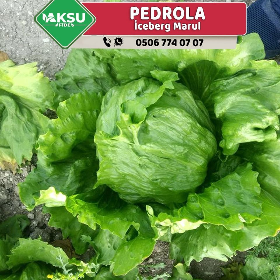 Pedrola İceberg Marul Fidesi