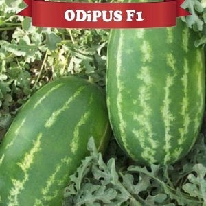 Odipus F1 Karpuz Fidesi