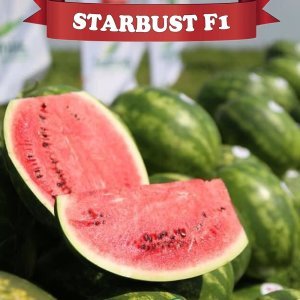 Starbust F1 Karpuz Fidesi