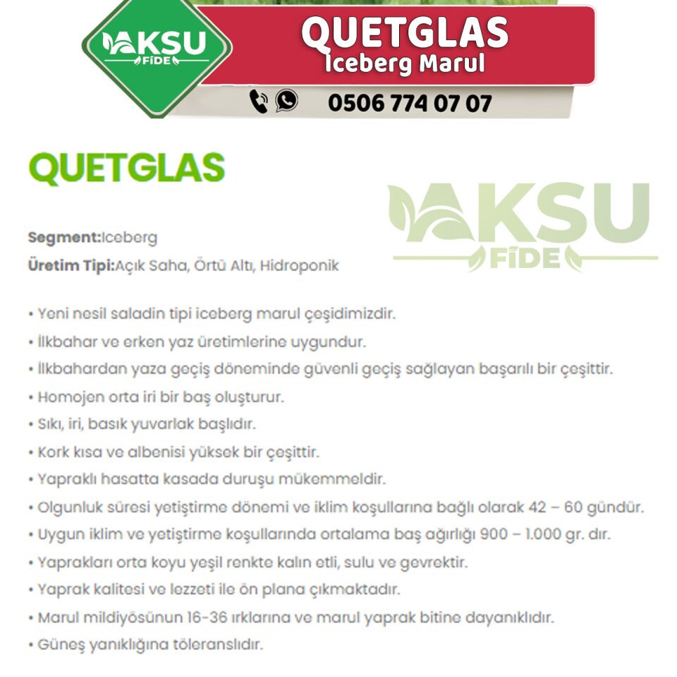 Quetglas İceberg Marul Fidesi