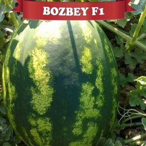 Bozbey F1 Karpuz Fidesi