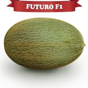 Futuro F1 Kavun Fidesi