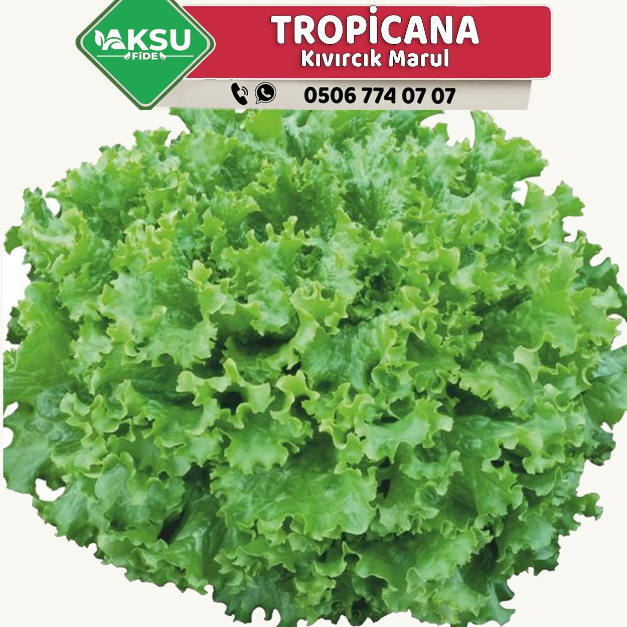 Tropicana Kıvırcık Marul Fidesi