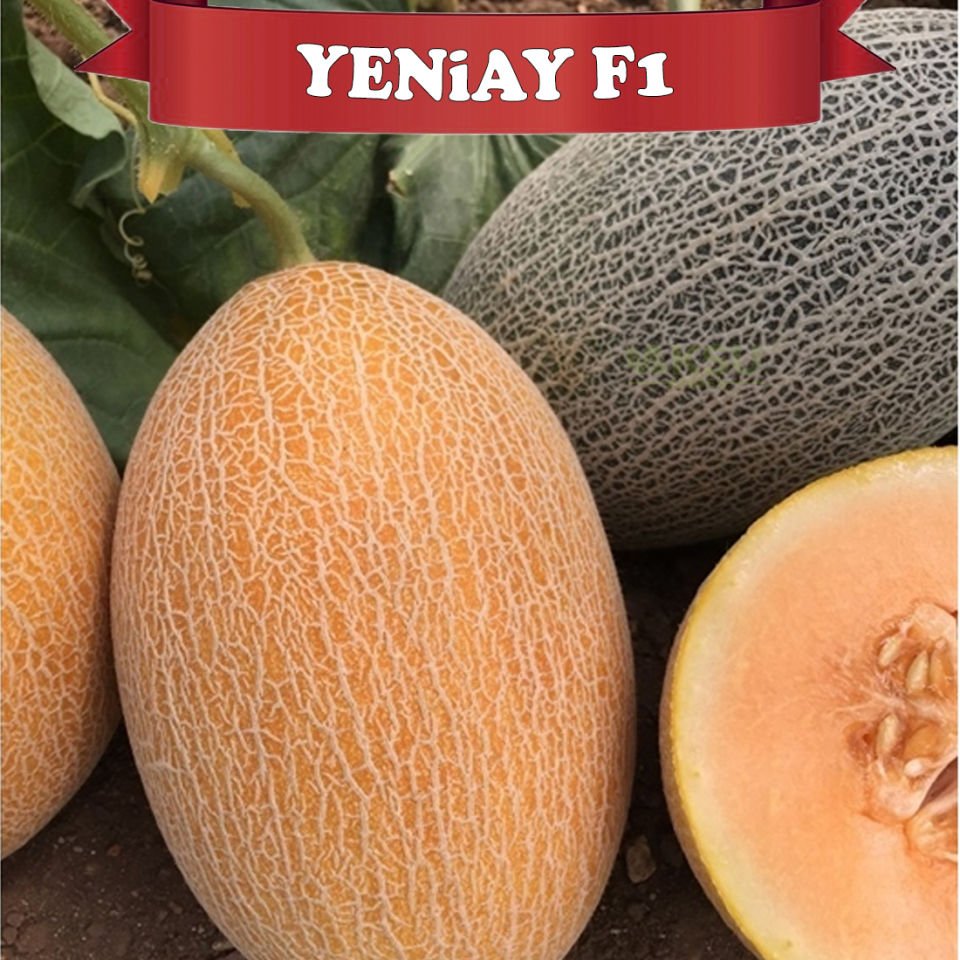 Yeniay F1 Ananas Tipi Kavun Tohumu