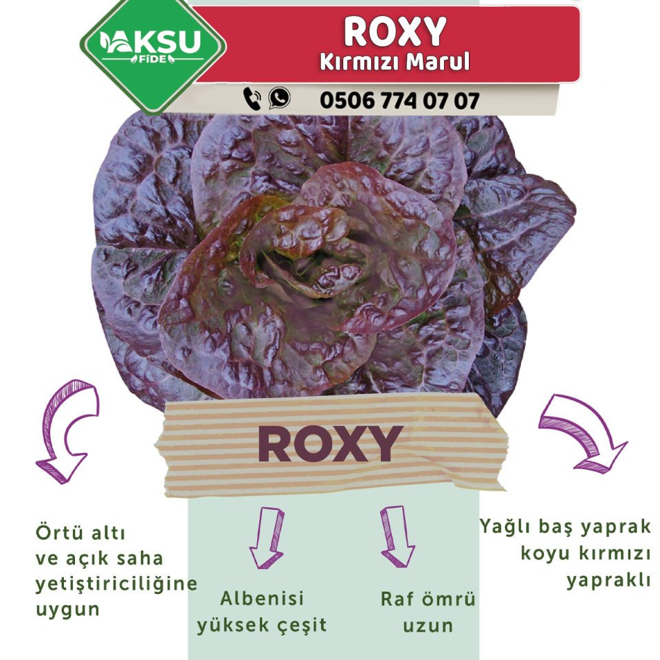 Roxy Kırmızı Marul Fidesi