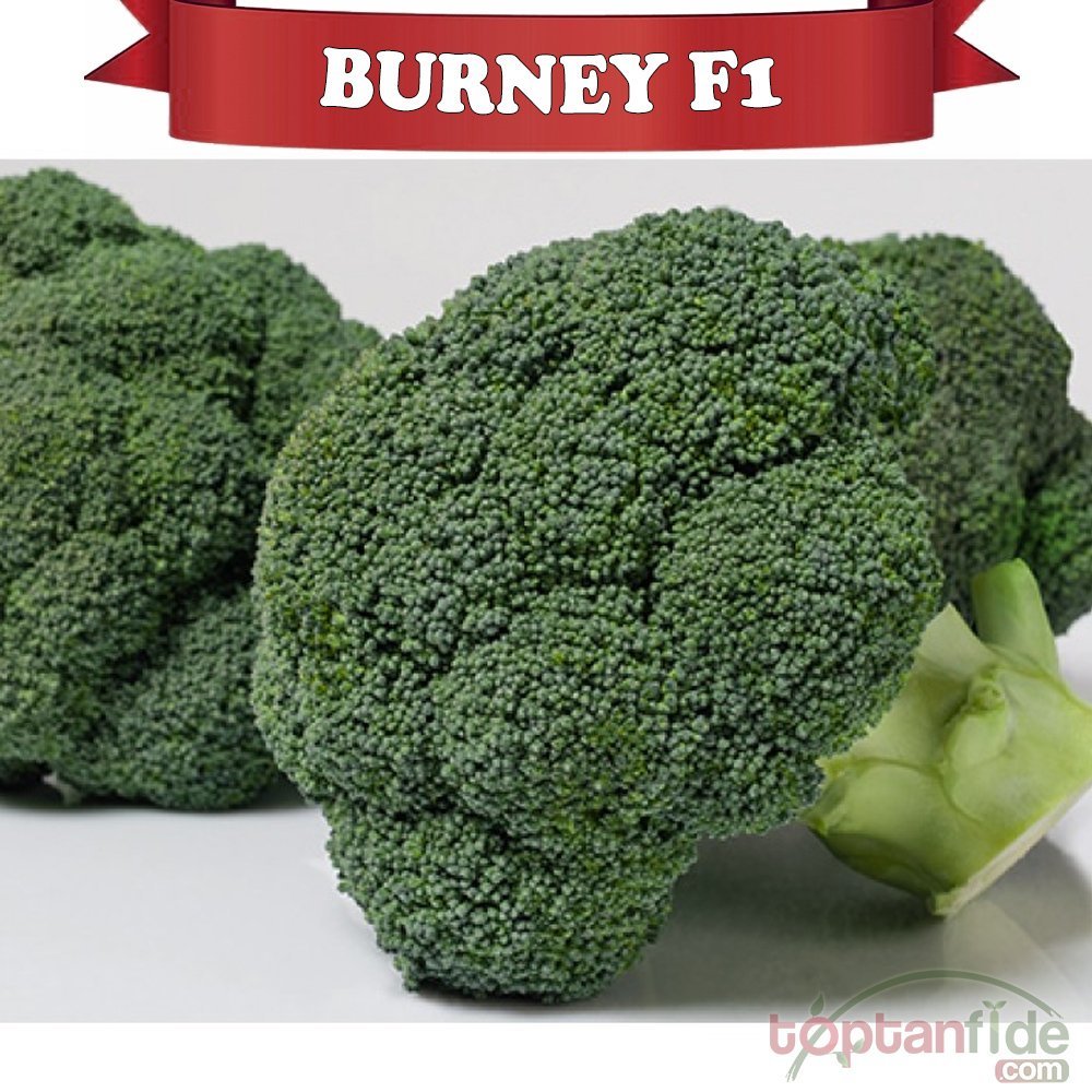 Burney F1 Brokoli Fidesi
