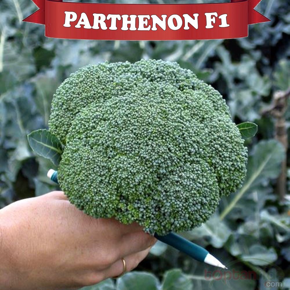 Parthenon F1 Kışlık Brokoli Fidesi