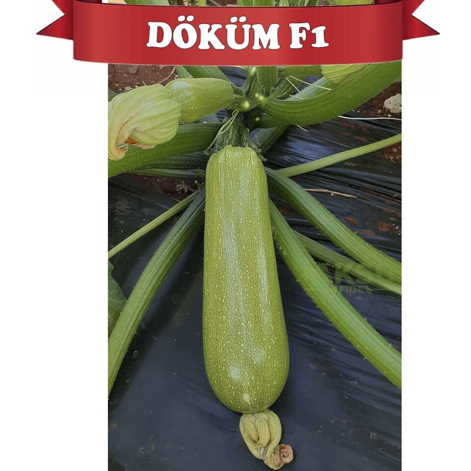 Döküm F1 Kabak Tohumu 500 Adet