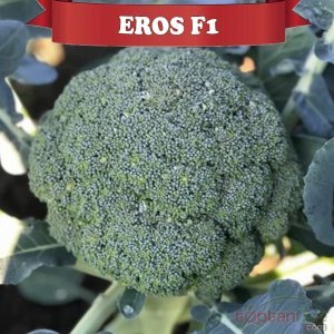 Eros F1 Brokoli Fidesi