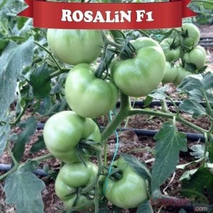 Rosalin F1 pembe Domates Fidesi