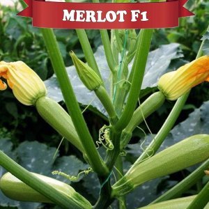 Merlot F1 Beyaz Kabak Fidesi
