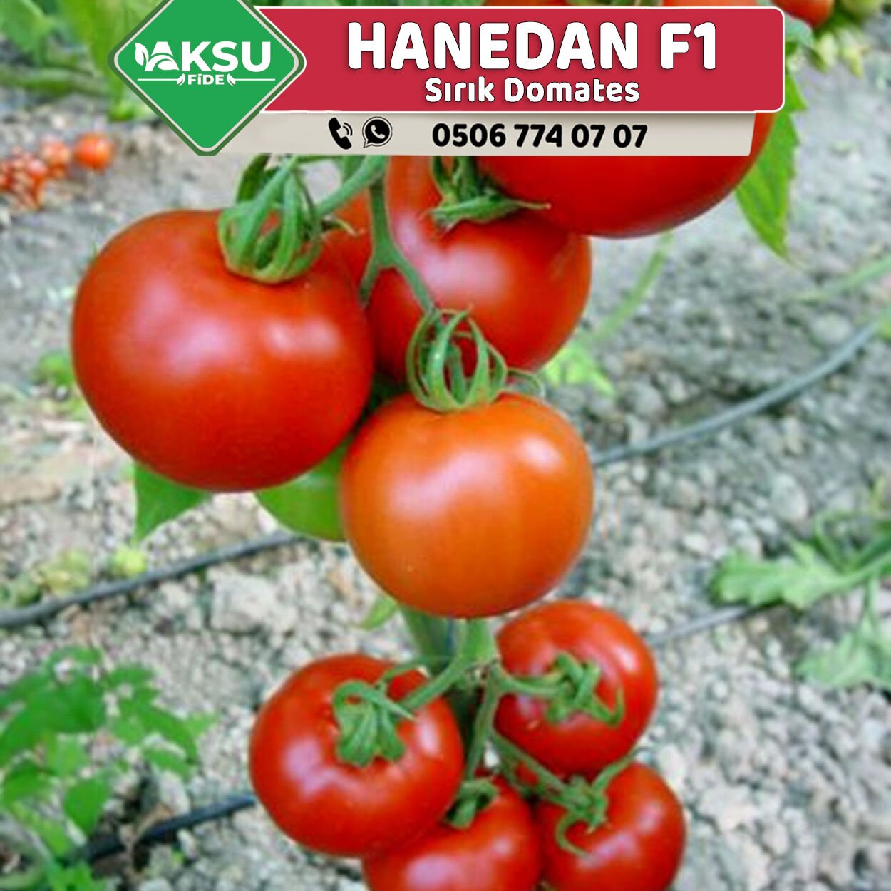 Hanedan F1 Sırık Domates Fidesi