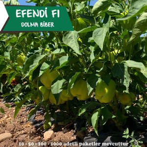 Efendi F1 Dolma Biber Tohumu 1000 Adet