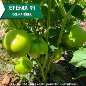 Efendi F1 Dolma Biber Tohumu 1000 Adet