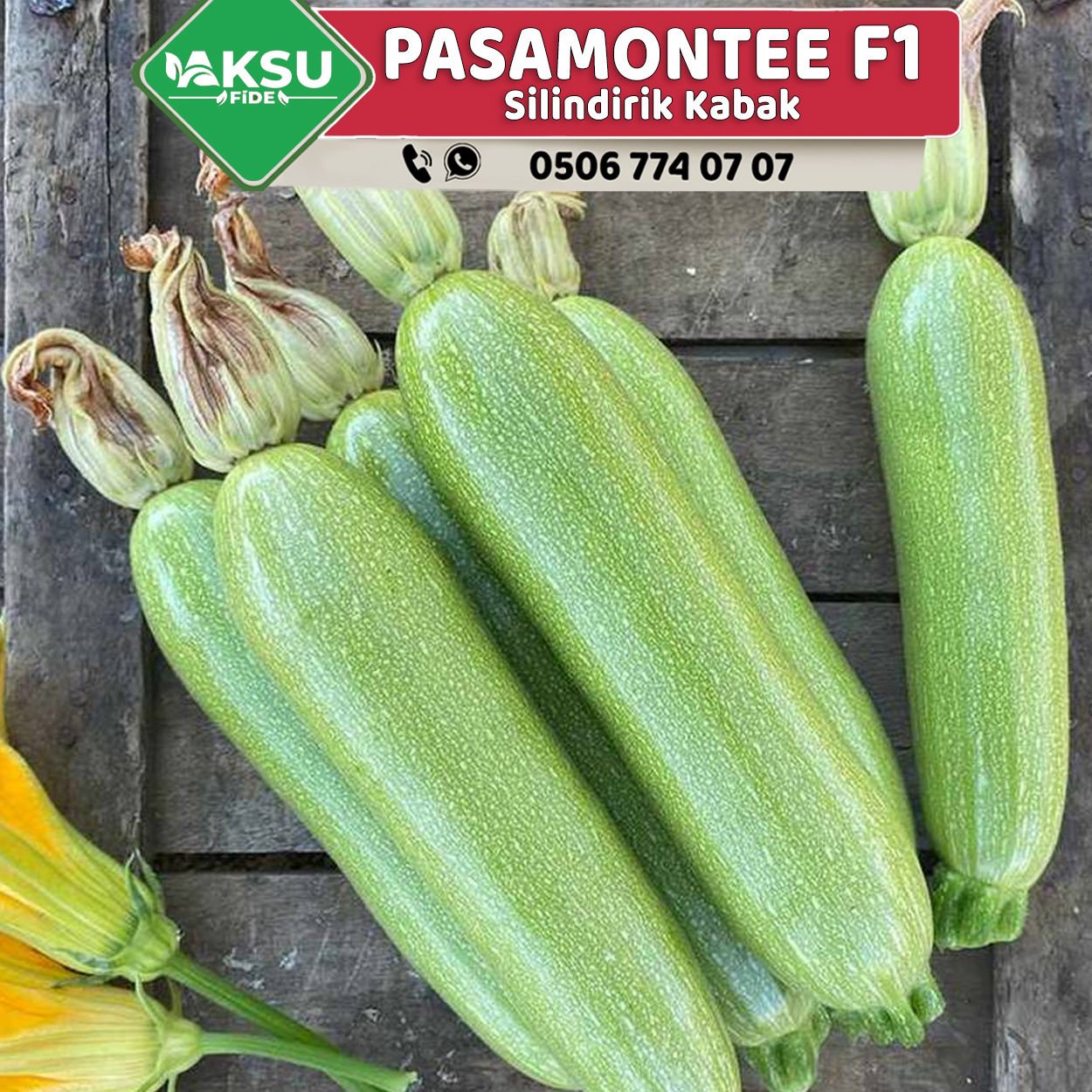 Pasamontee F1 Kabak Fidesi