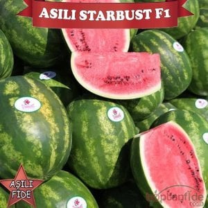 Starbust F1 Aşılı Karpuz Fidesi