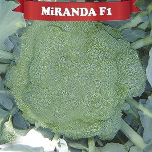 Miranda F1 Brokoli Fidesi