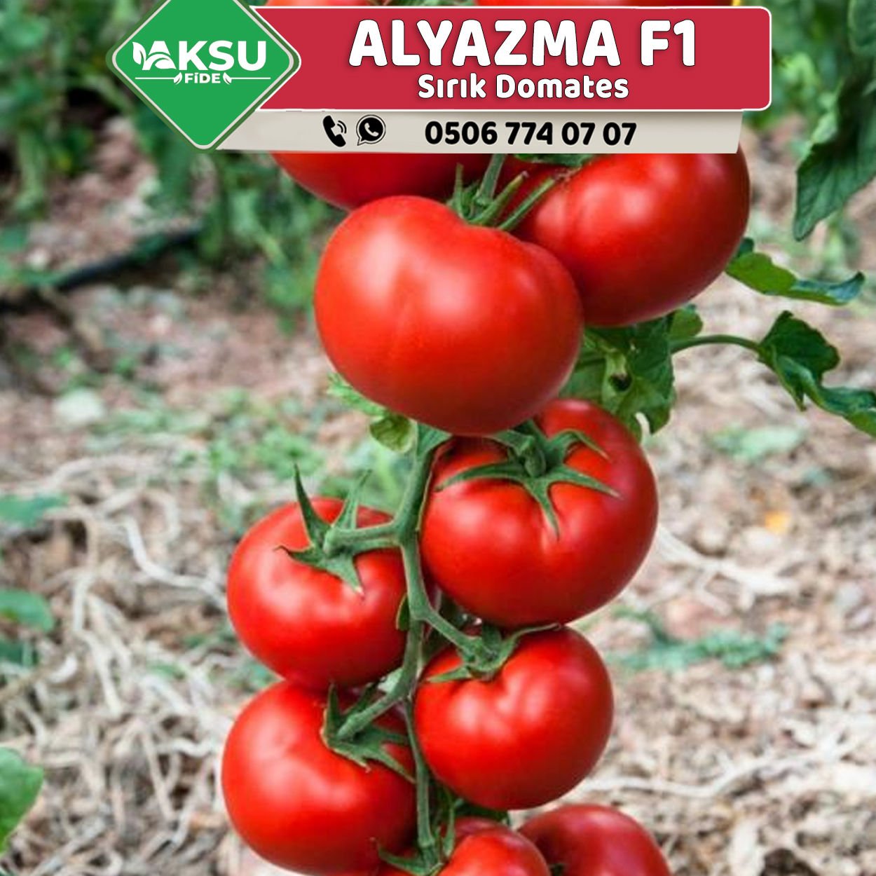 Alyazma F1 Sırık Domates Fidesi
