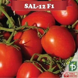 Sal-12 F1 - Sanayilik Domates Fidesi