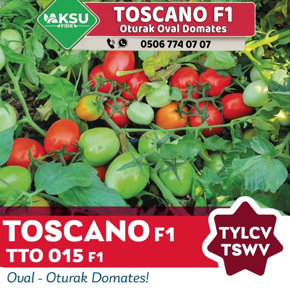 Toscano F1 Oturak Oval Domates Fidesi