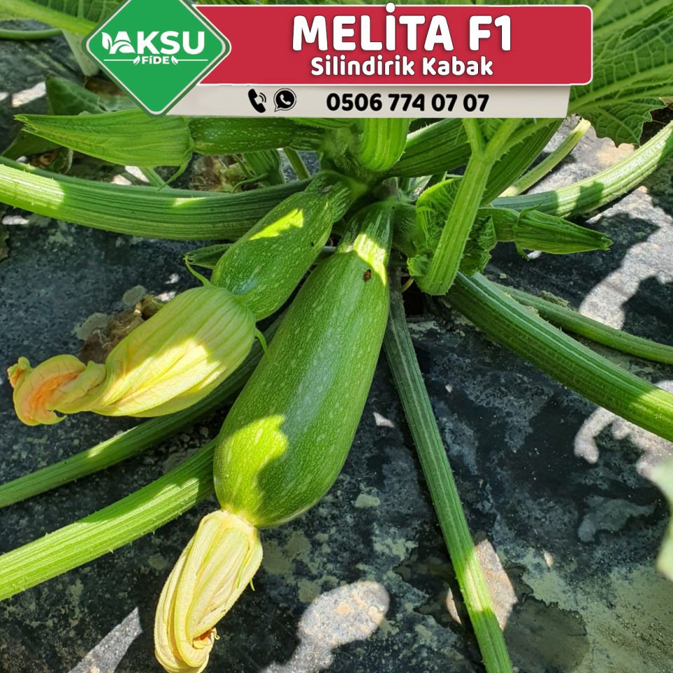 Melita F1 Kabak Fidesi