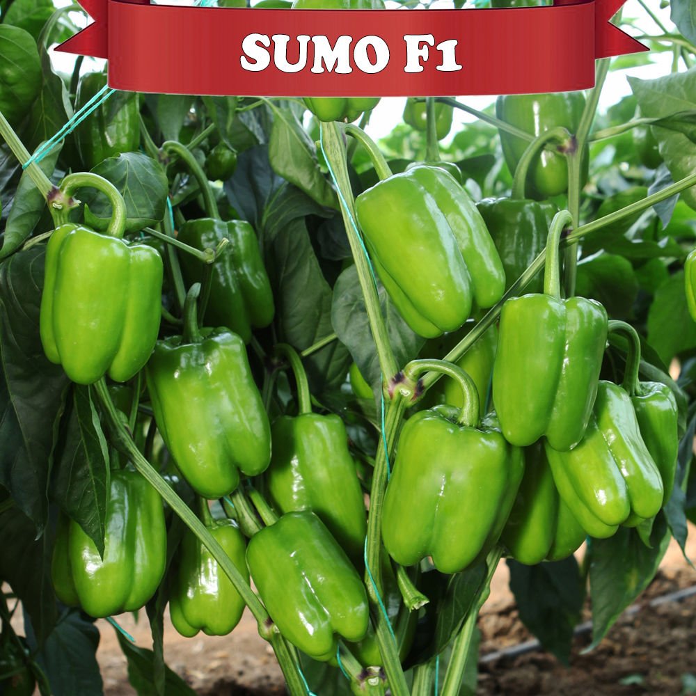 Sumo F1 Dolma Biber Tohumu